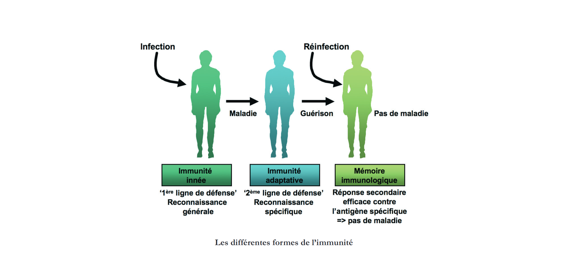 immunites