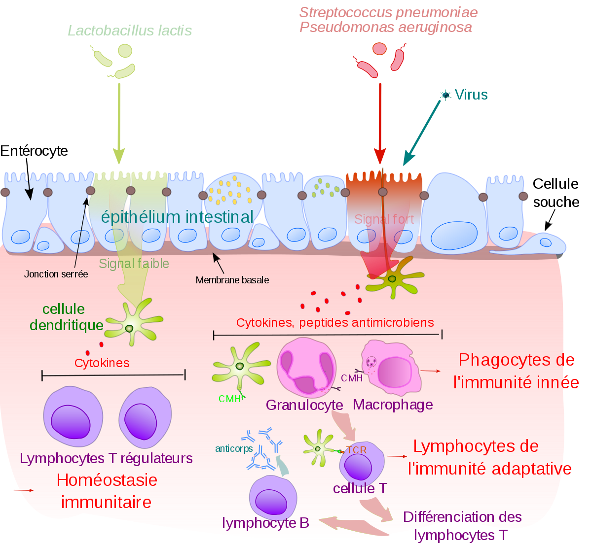 lymphoctes macropahges vaccin