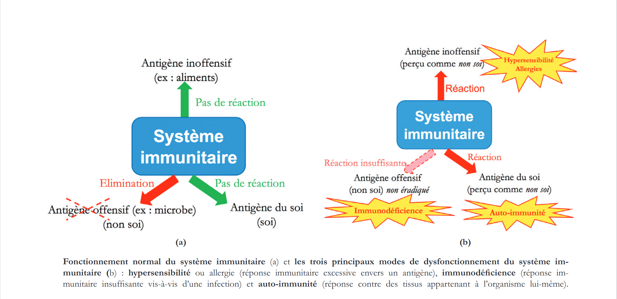 soi non soi immunite concept