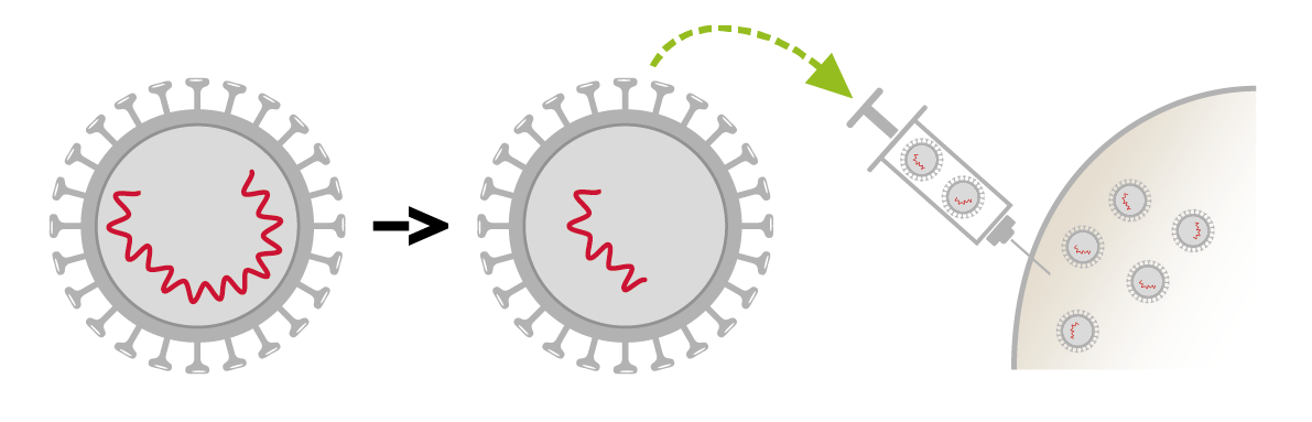 vaccin viral